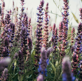 Purple sage field